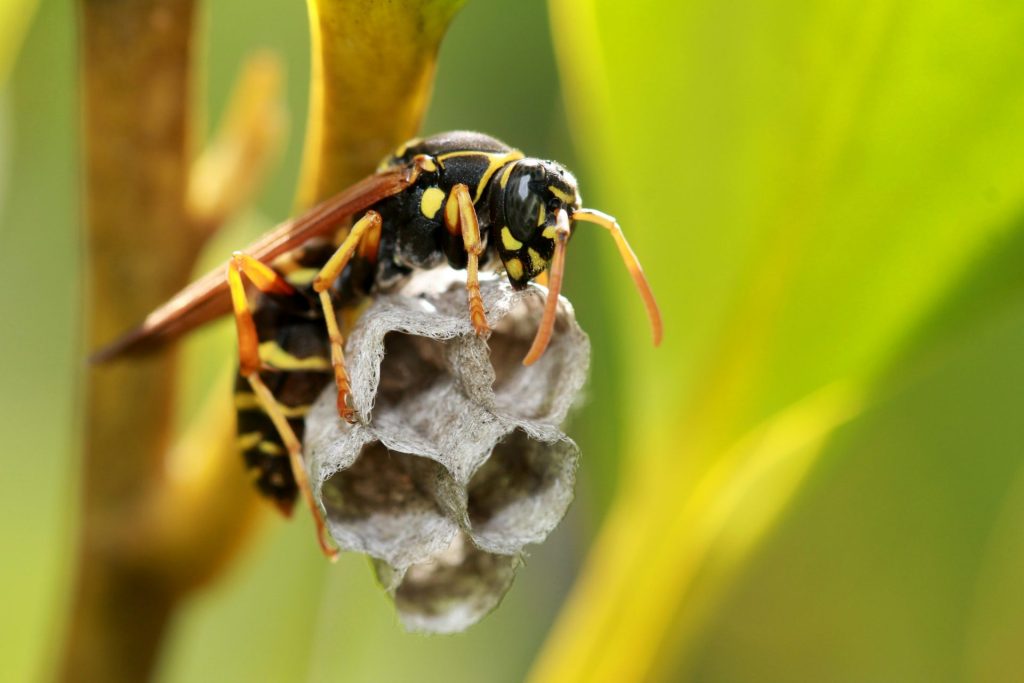 Abeille noire et jaune sur une feuille verte